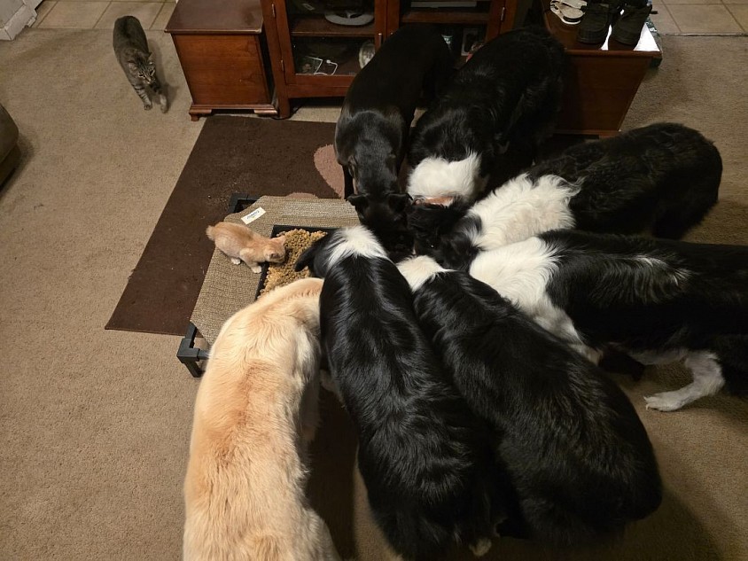 We even teach dogs & cats to get along